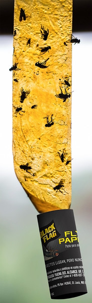Black Flag HG-11016 Fly Paper, 4 Pack [SKU: ORG7067952]