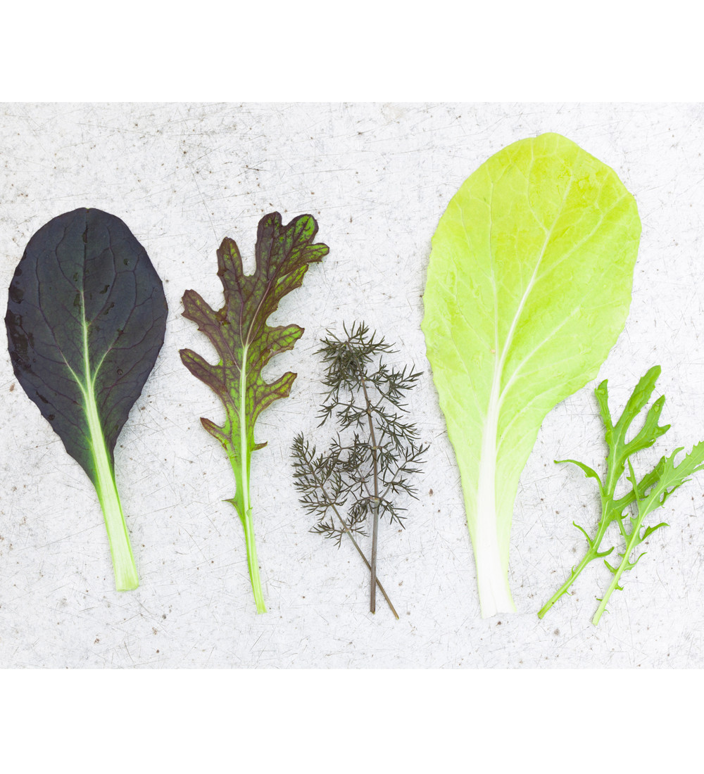 Buy Summer Salad Leaf Mix Seeds Sarah Raven