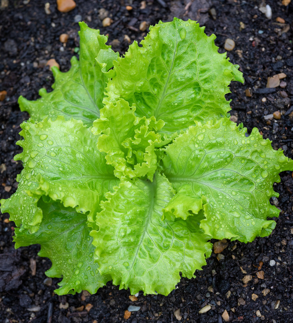 Buy Lettuce 'Batavia Green' Lettuce Seeds Sarah Raven