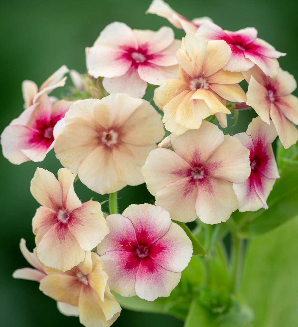Cherry Caramel Phlox