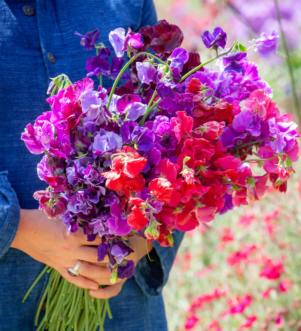 Buy Sweet Pea Erewhon Sarah Raven