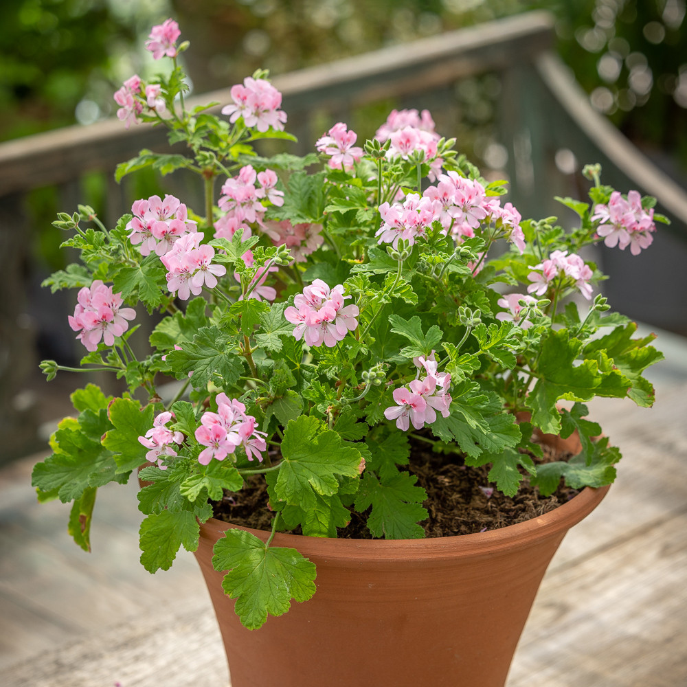 Pelargonium 'Sweet Mimosa' (Scented) Sarah Raven