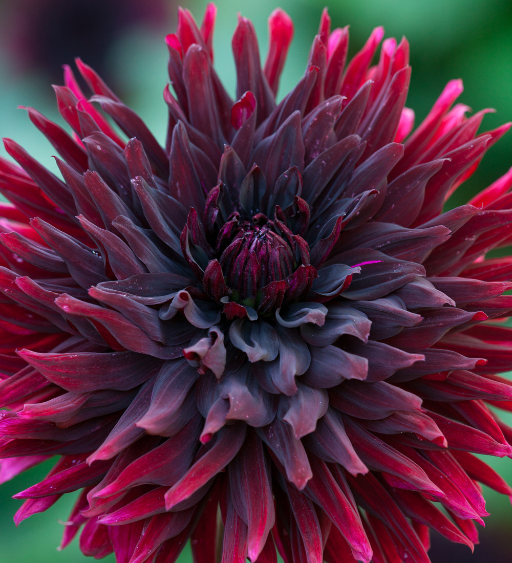 Buy Dahlia &lsquo;Black Jack&rsquo; Tubers | Sarah Raven