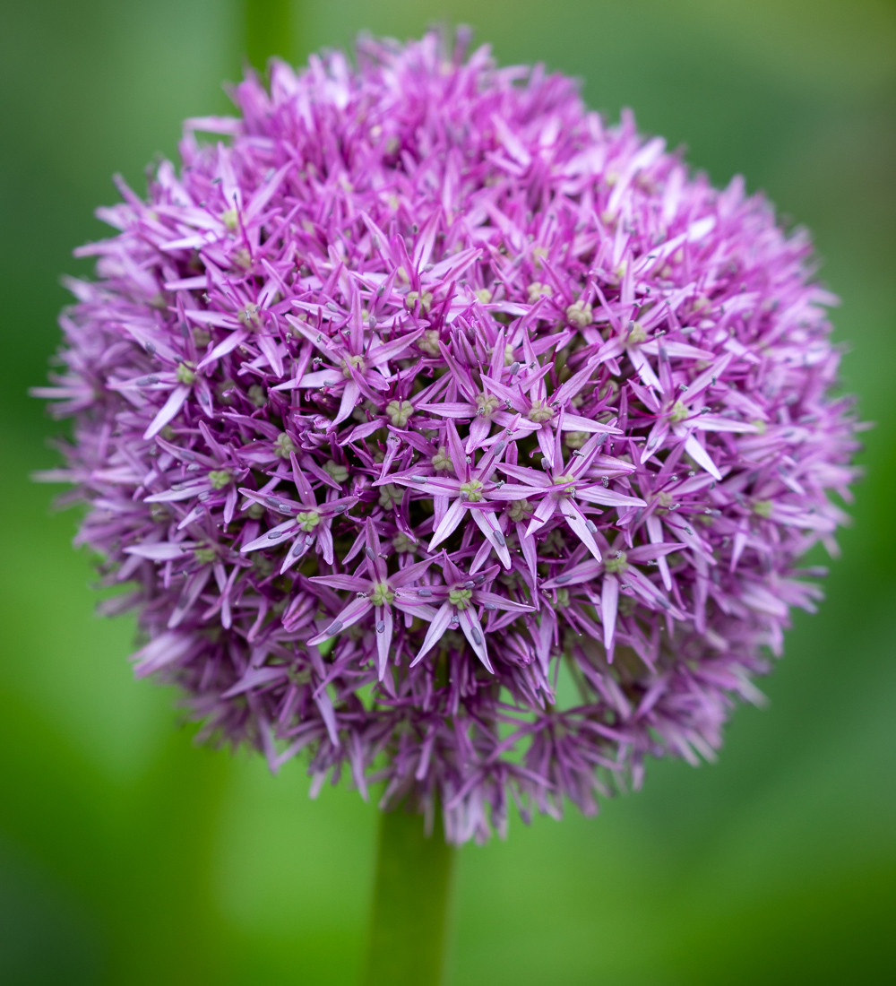 Buy Allium 'Globemaster' Bulbs Giant Globe Alliums Sarah Raven