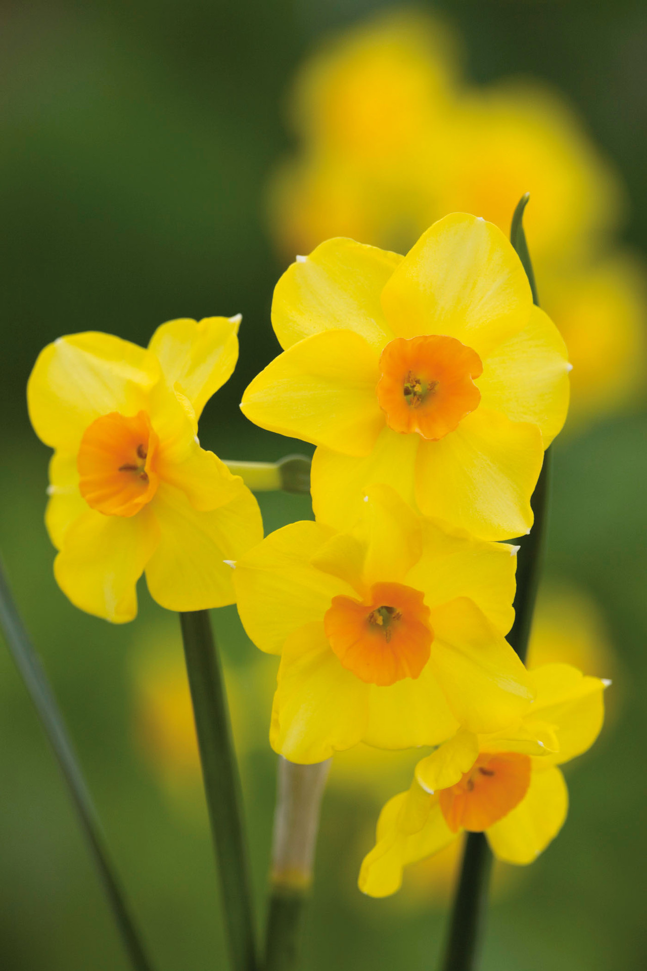 Buy Narcissus Bulbs Tazetta Daffodils Sarah Raven