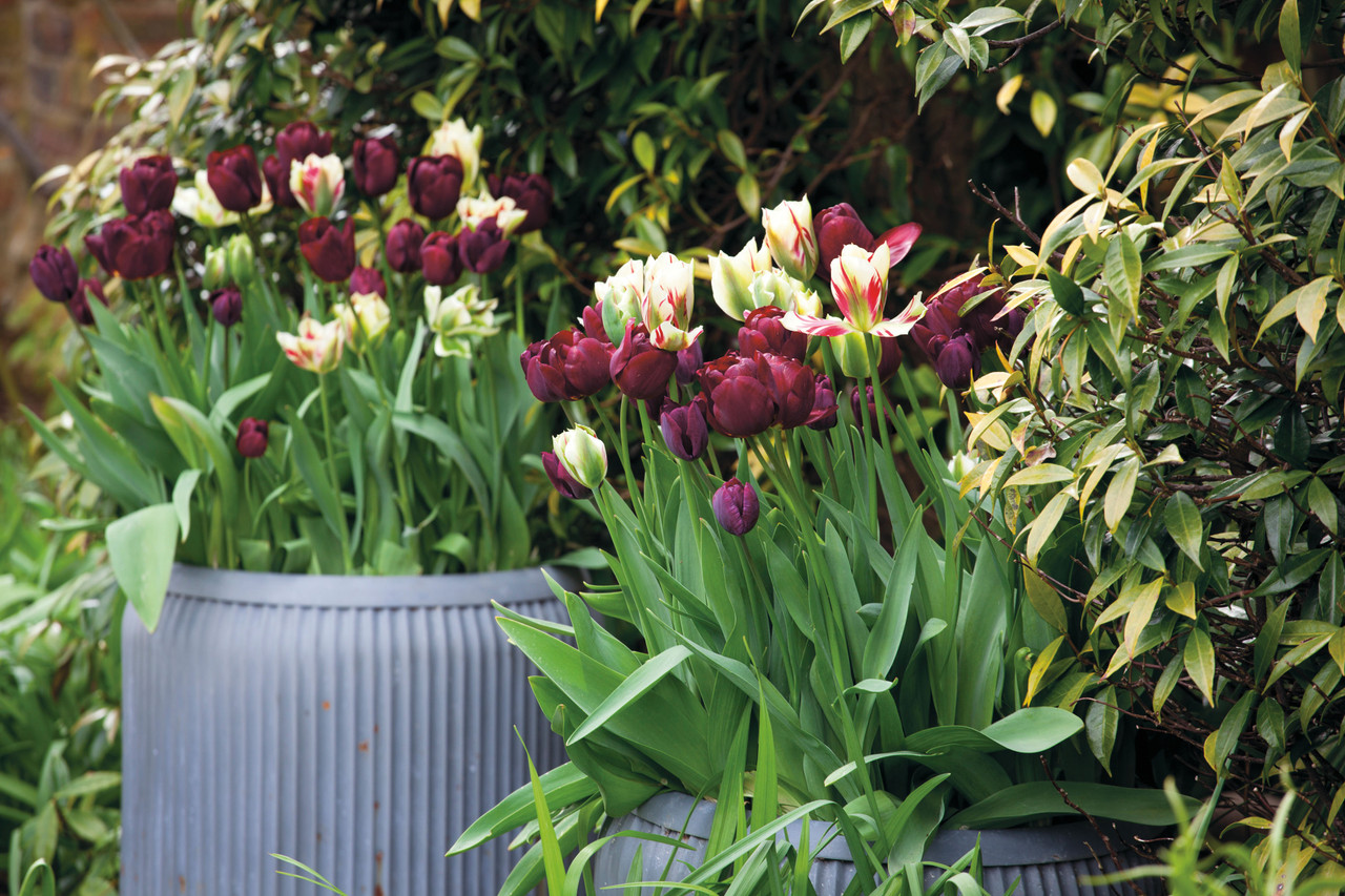 Perfect for Pots Tulip Collection Tulip collection for pots Sarah Raven