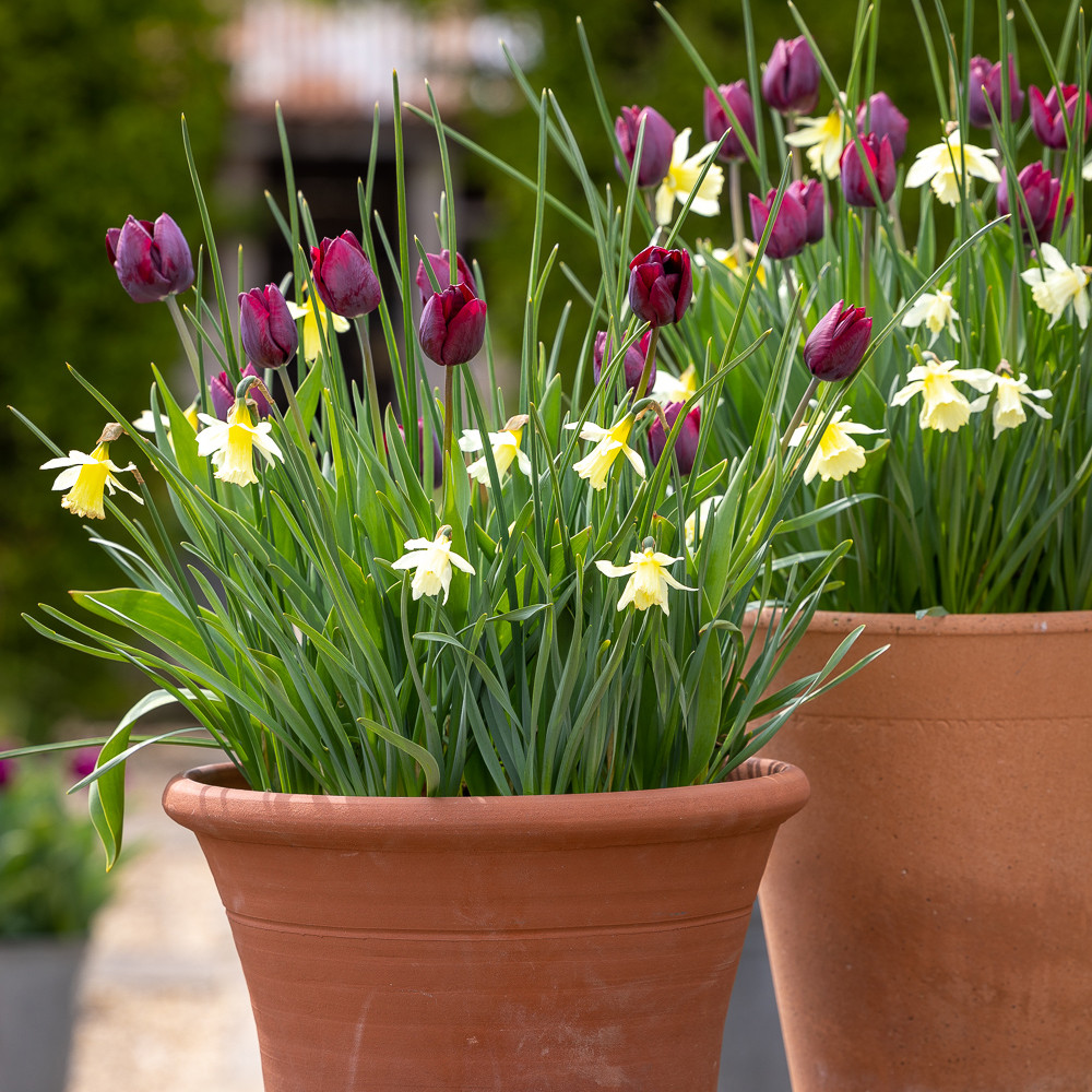 Brilliant Bulb Lasagne Collection Sarah Raven