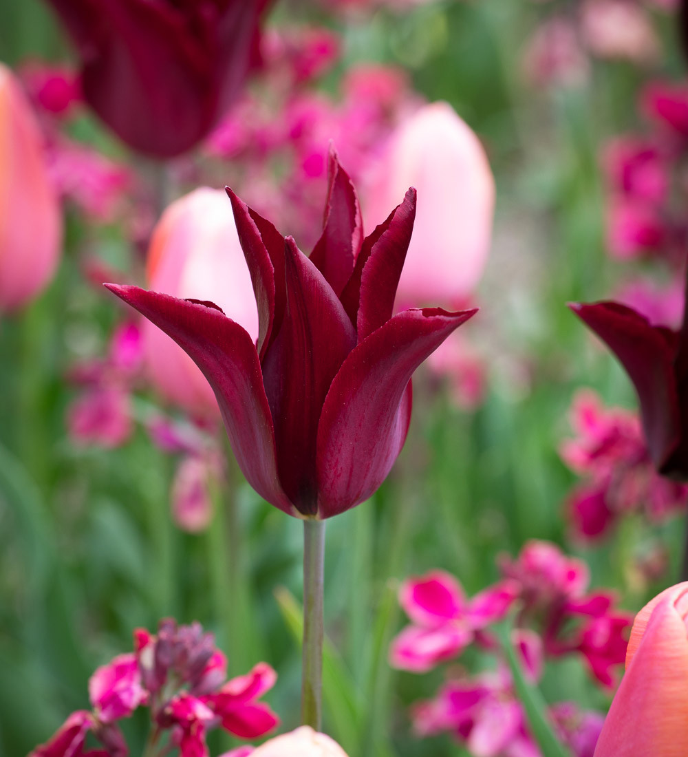 Buy Tulip 'Sarah Raven' Bulbs Lily Flowered Tulips Sarah Raven