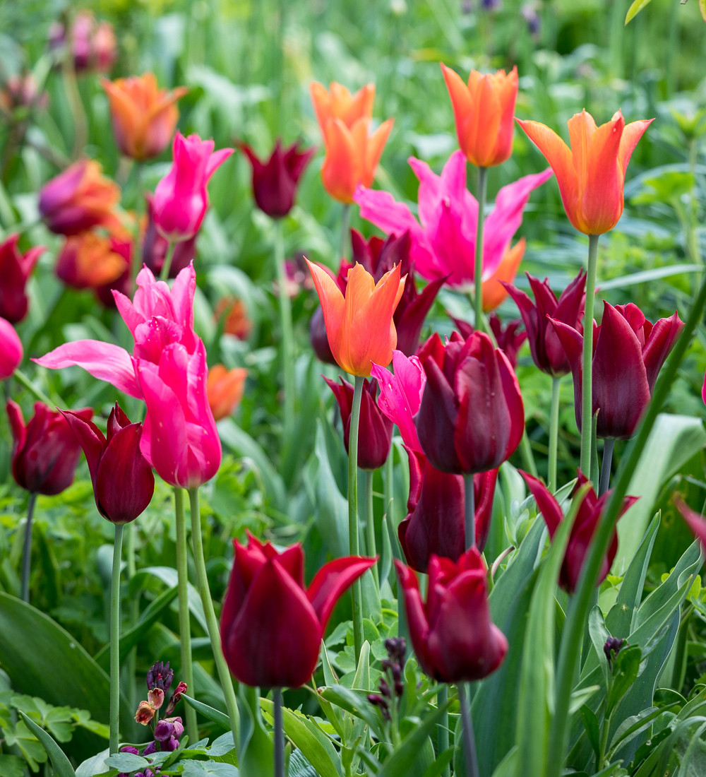 Bold and Brilliant Tulip Collection Tulip Mixes Sarah Raven
