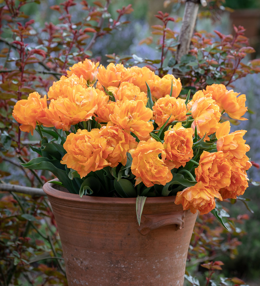 Buy Tulip 'Orca' Double Early Tulip Bulbs Sarah Raven