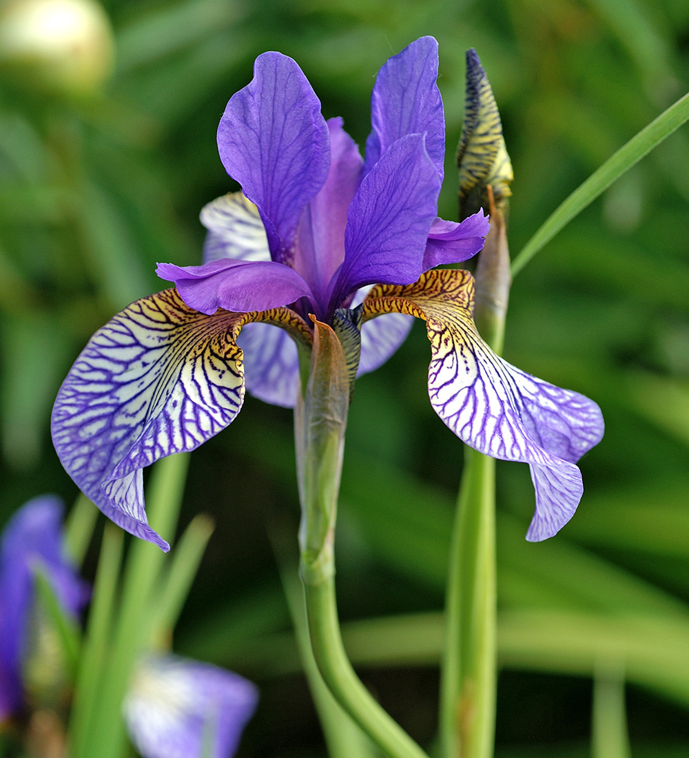 Buy Iris sibirica 'Shaker's Prayer' Siberian Flag Sarah Raven