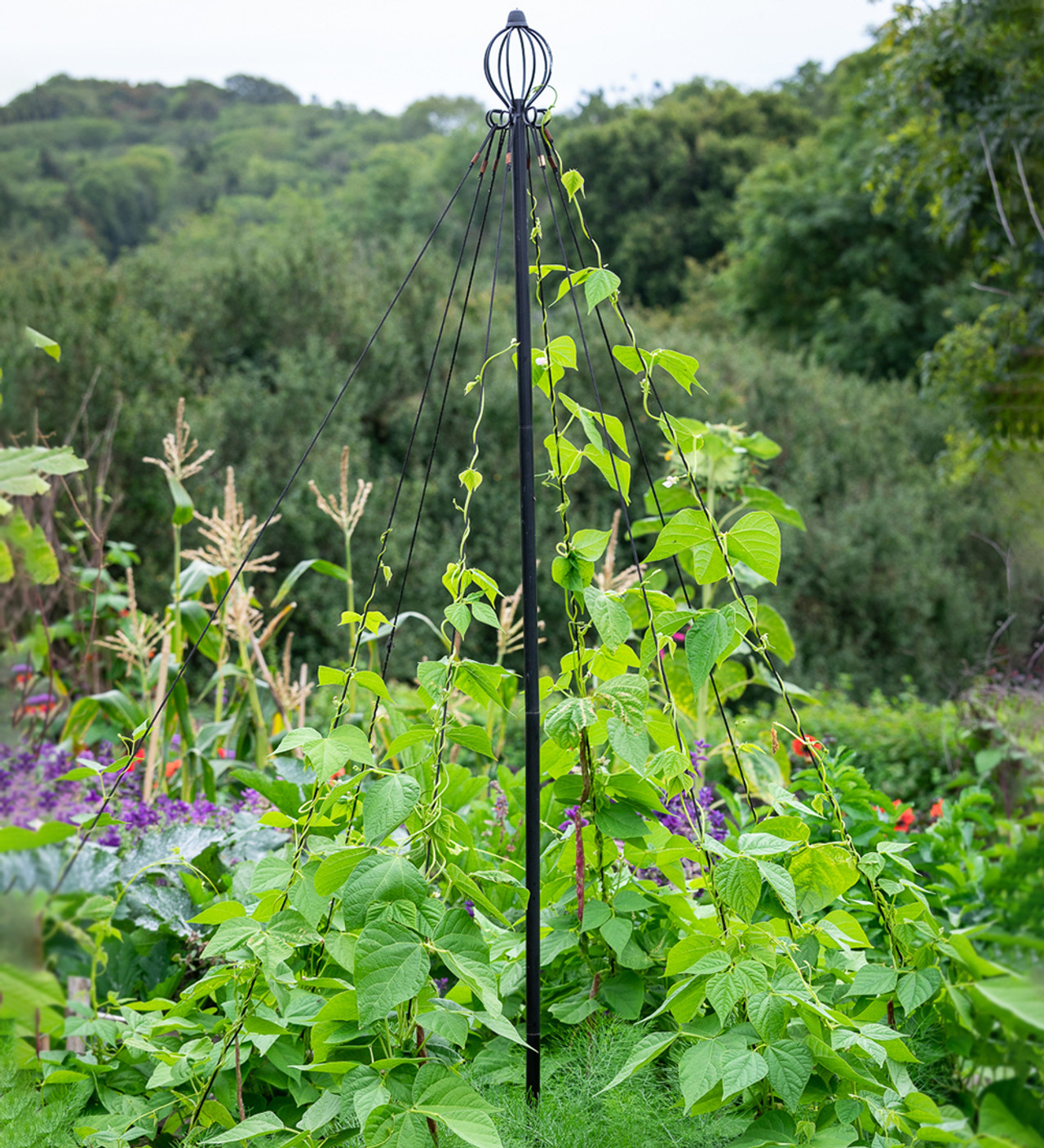 Pea and Bean Maypole | Plant Supports | Sarah Raven