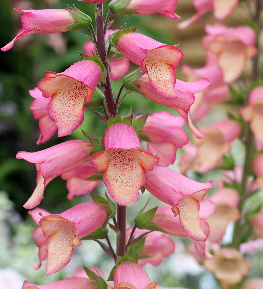 Buy Digitalis x 'Foxlight Rose Ivory' Foxglove Sarah Raven
