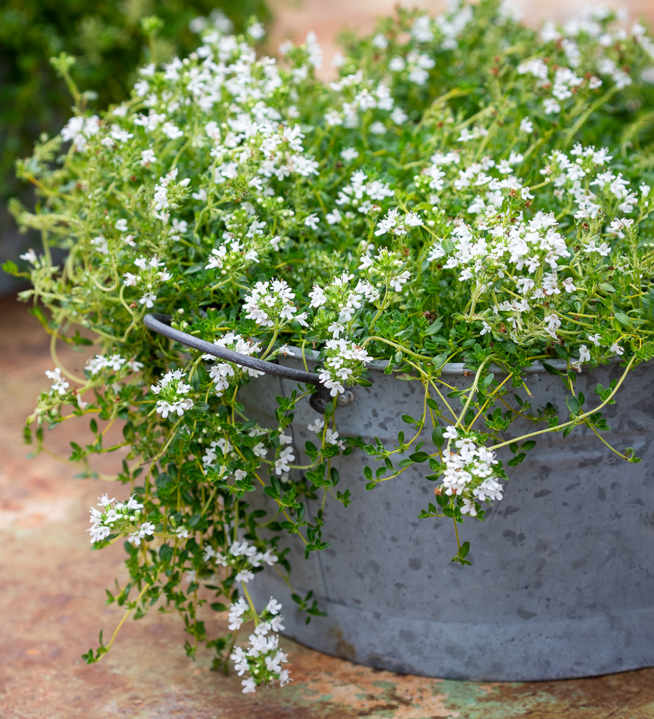 white creeping thyme ground cover