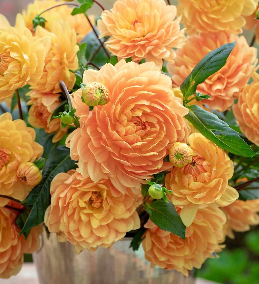 A World of Dahlias Collection Sarah Raven