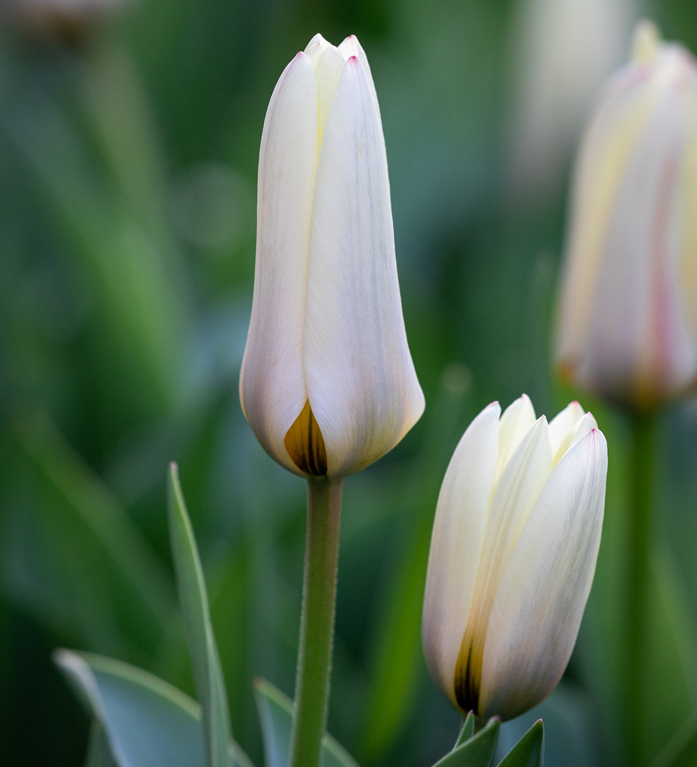 Buy Tulip 'Concerto' Tulip Bulbs Sarah Raven