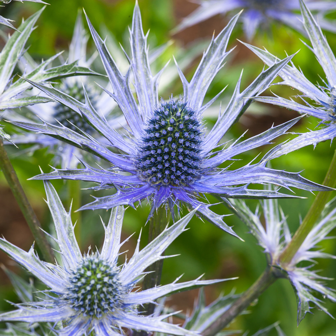 Buy Eryngium x zabelii 'Big Blue' Sea Holly Sarah Raven