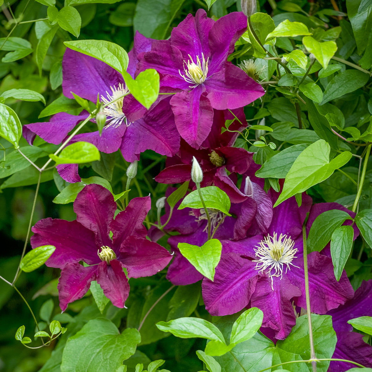 Buy Clematis Niobe Red Group 2 Sarah Raven 3354