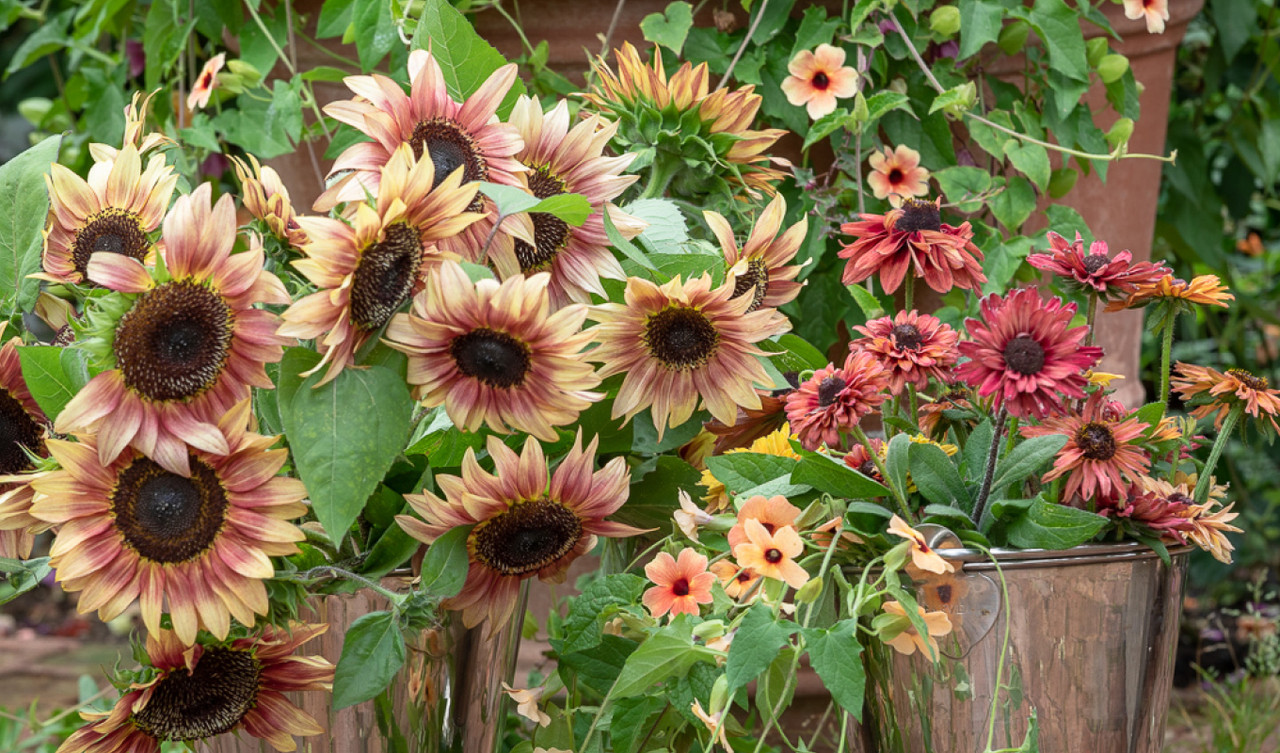 Flower Seed Collections