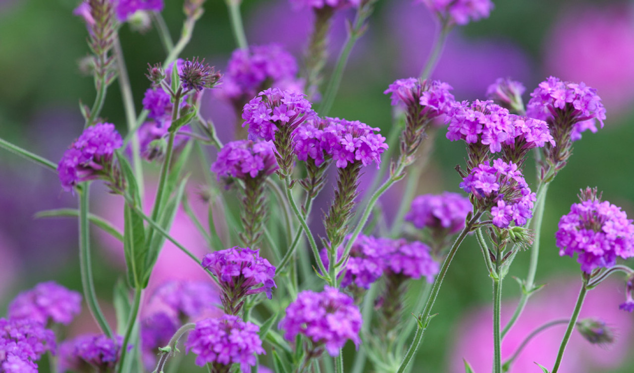 Perennial Seeds