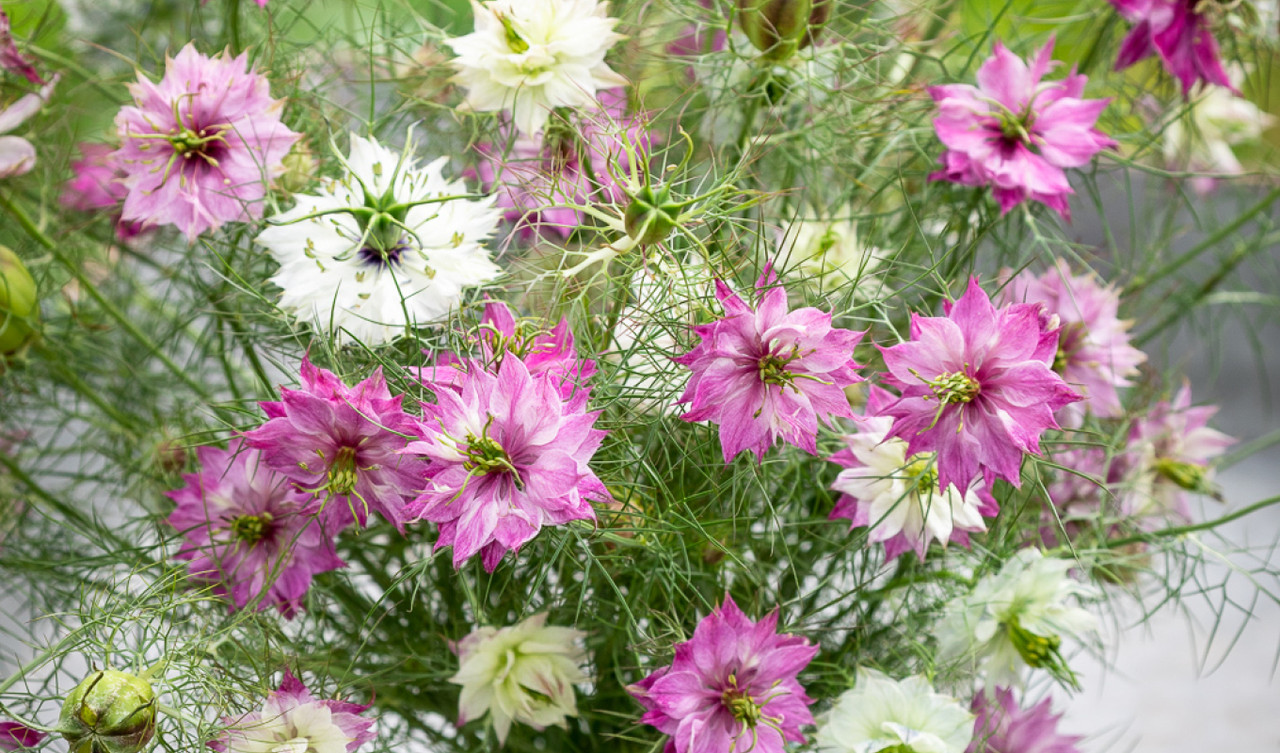 Nigella Seeds