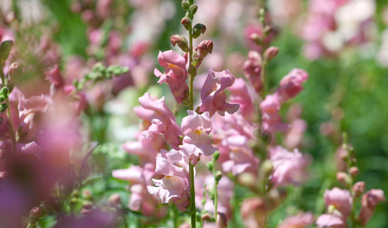Antirrhinum