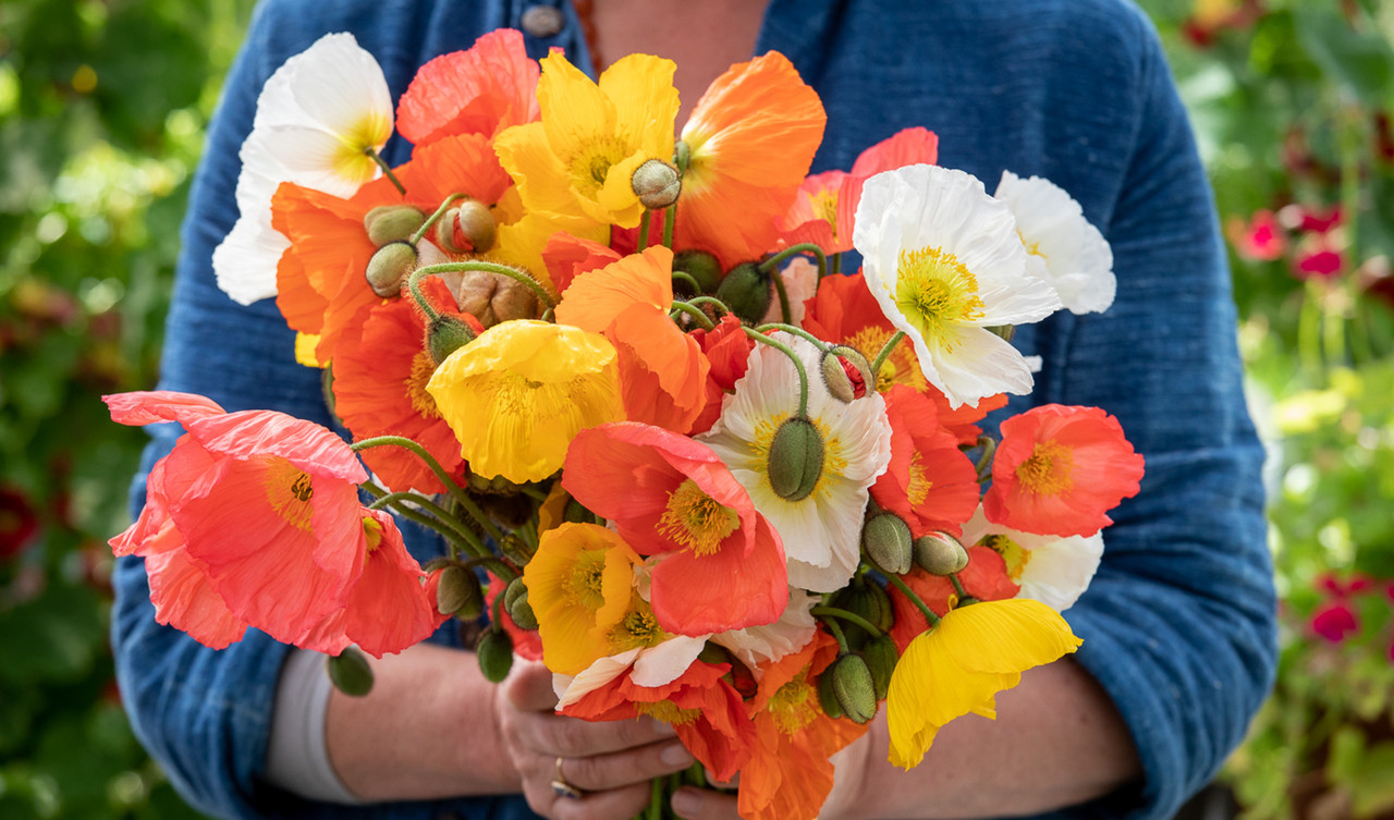 Poppies