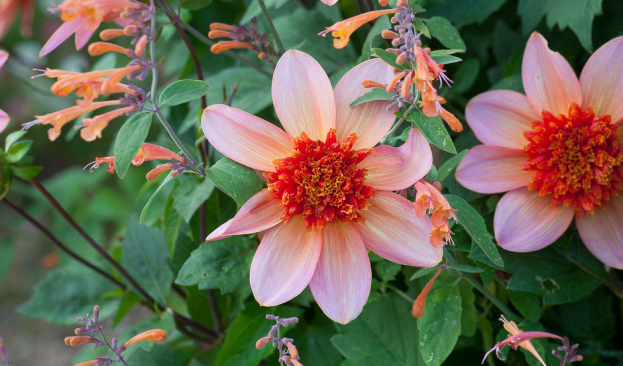 Dahlias