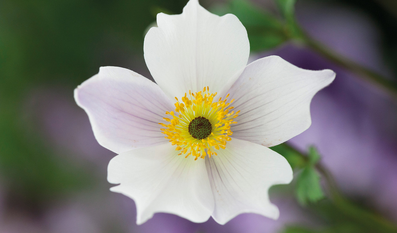 Perennials