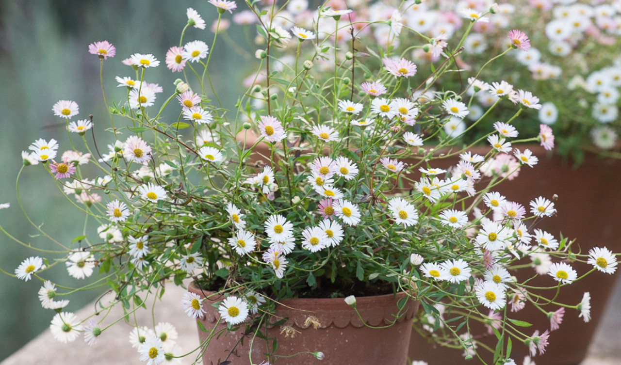 Daisies