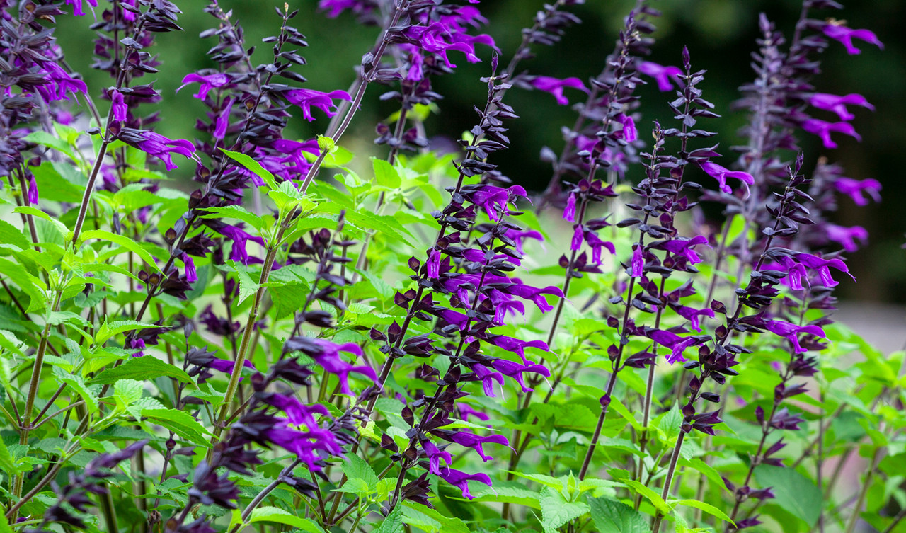 Salvias