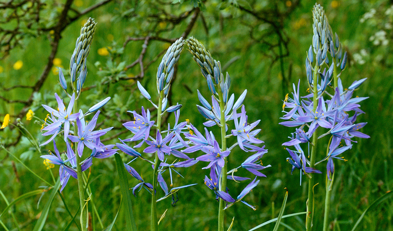Camassia