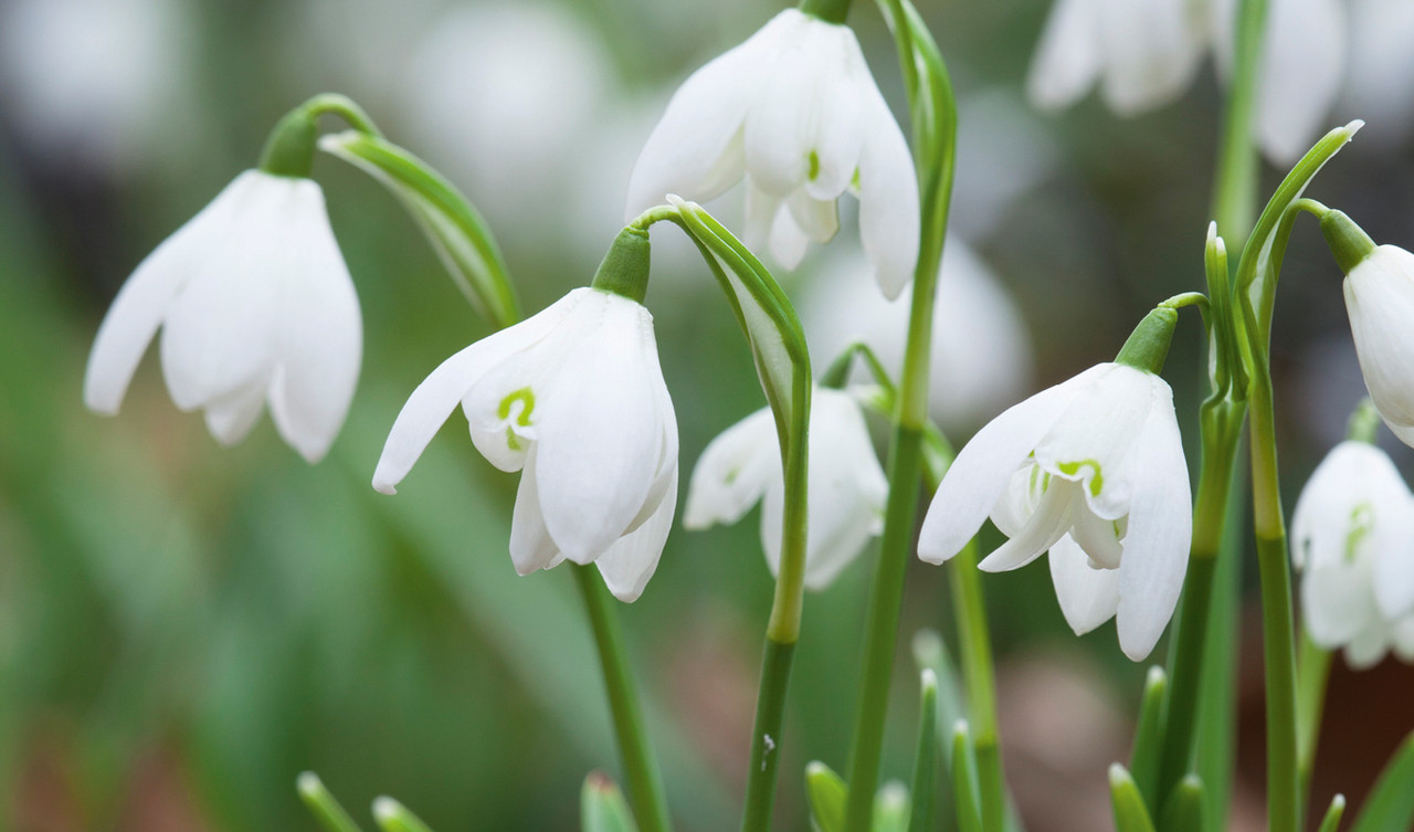Snowdrops