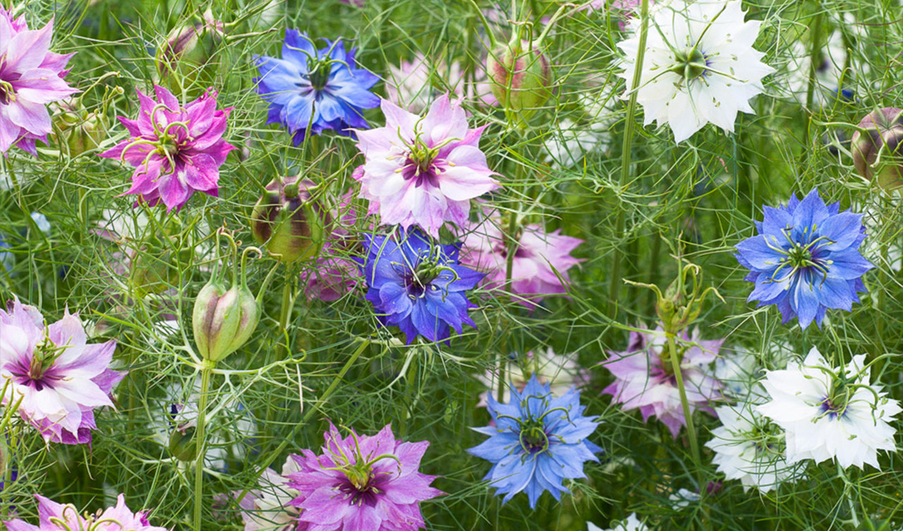 Super-easy Seeds