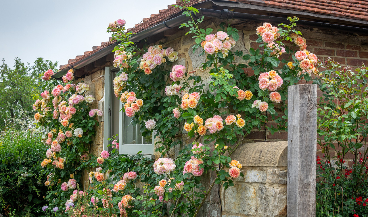 Roses