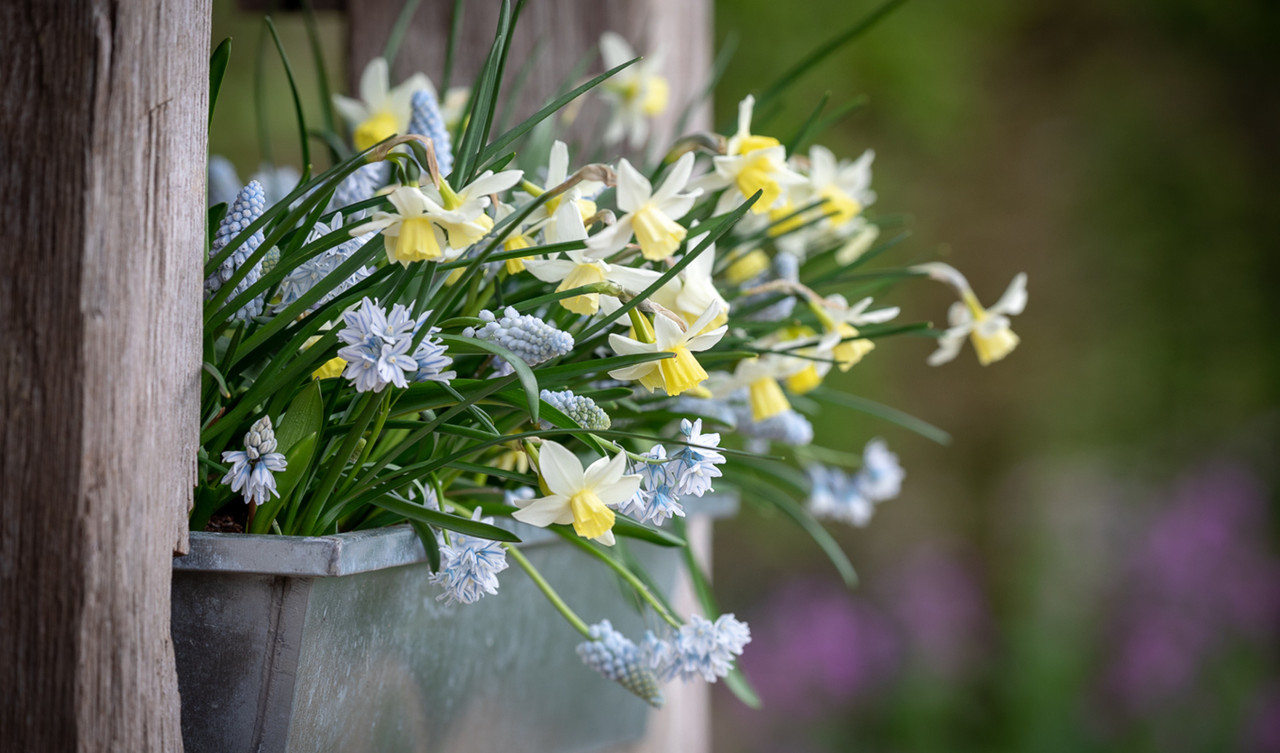 Bulb Collections