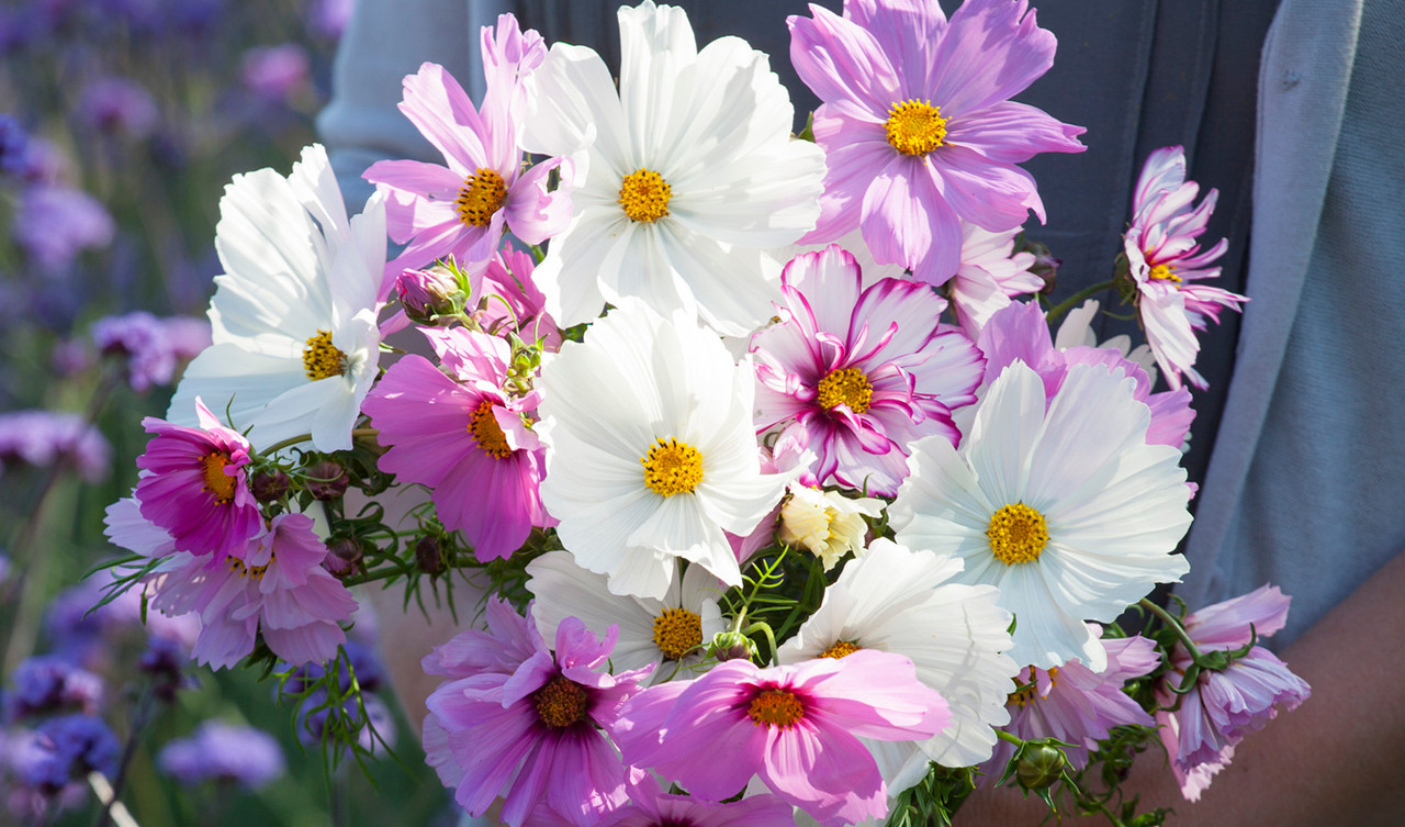 Cosmos