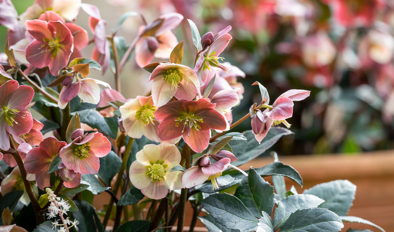 Hellebores