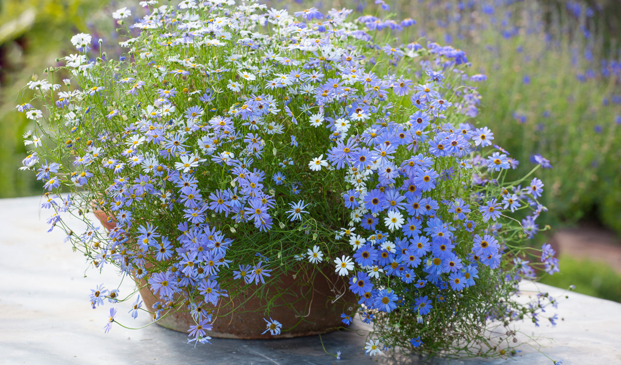 Container & Window Box Seeds
