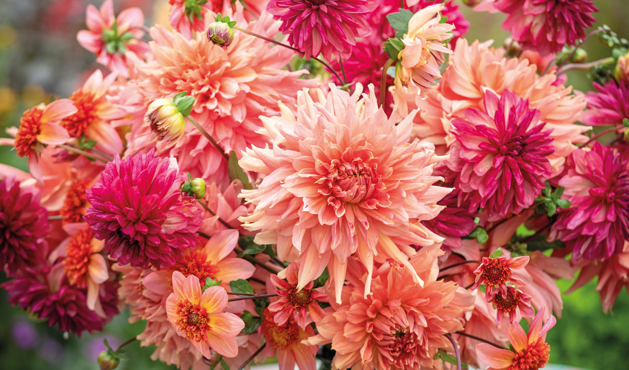 Dahlias