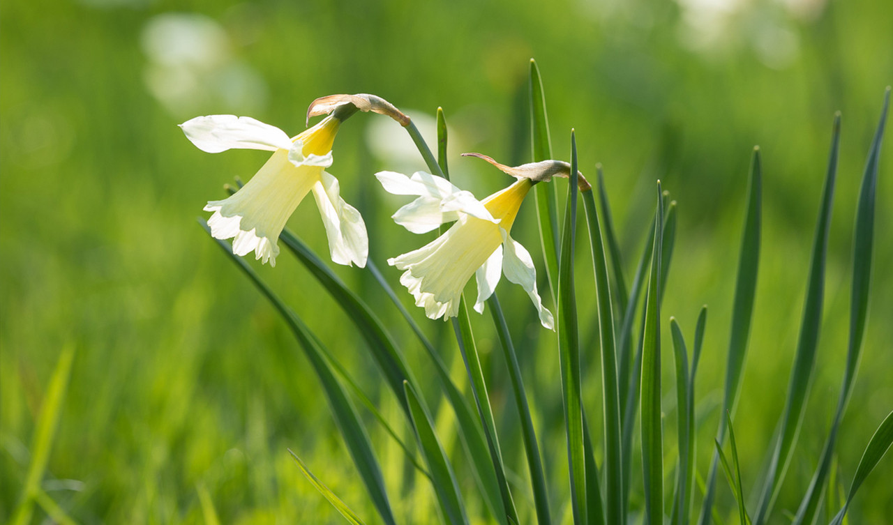 Narcissi (Daffodils)