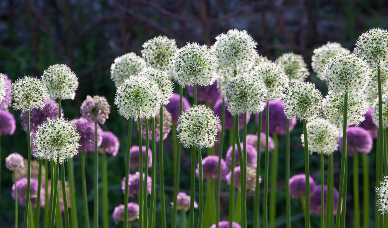 Alliums