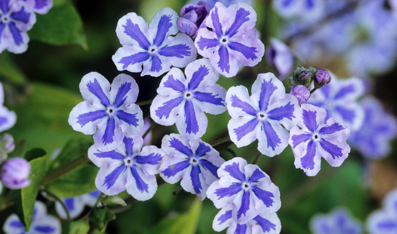 Shade-loving Plants