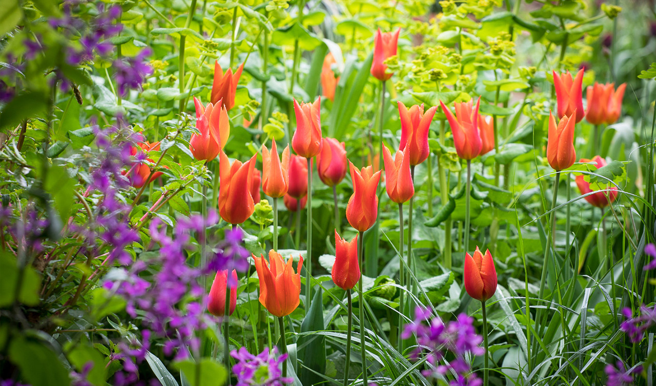 Tulips