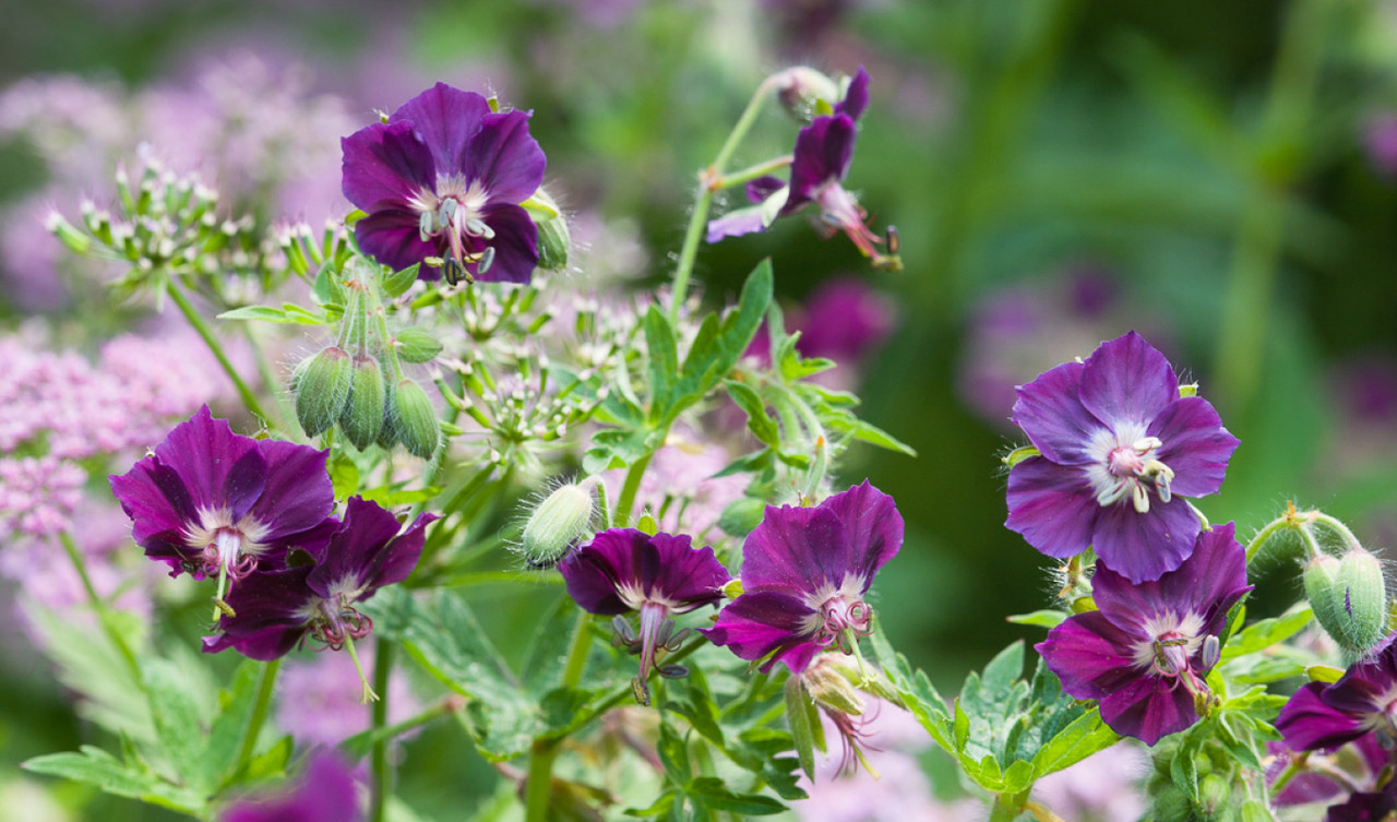 Geraniums