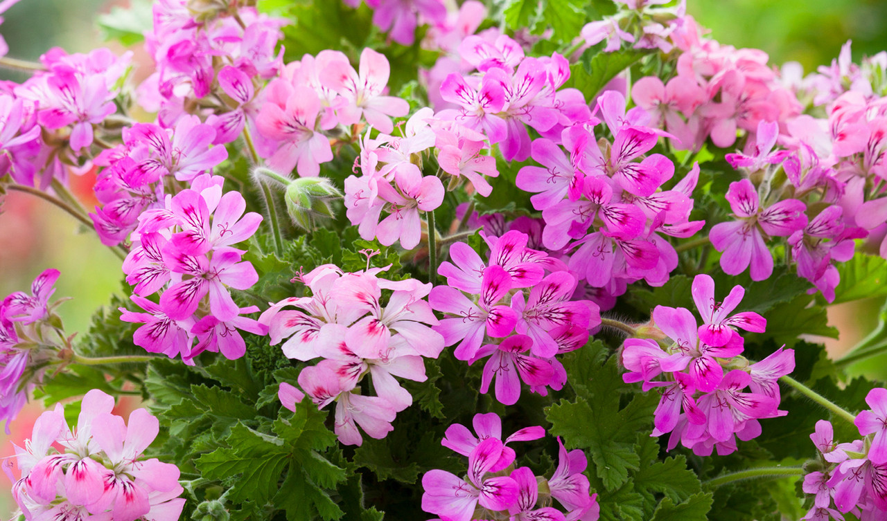 Pelargoniums
