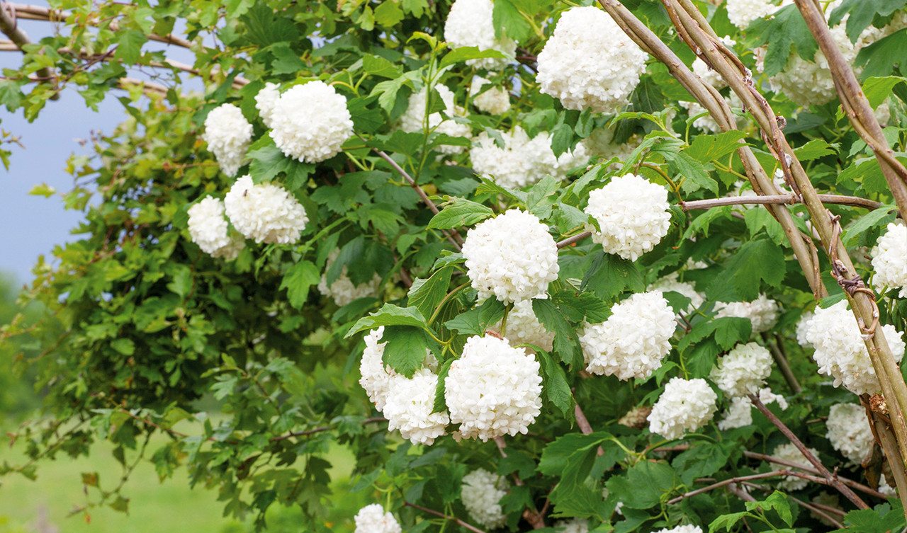 Shrubs & Small Trees
