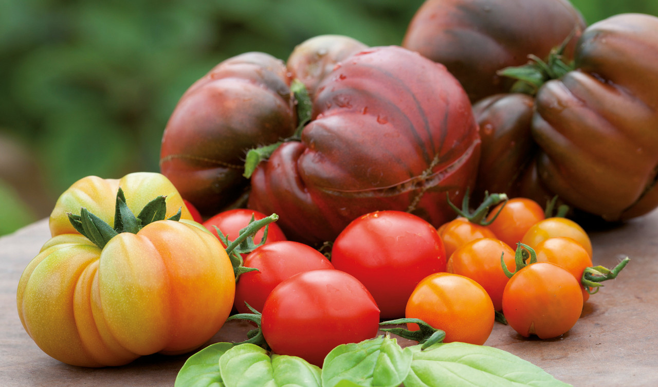Tomato Seeds