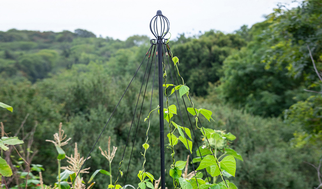 Plant Supports