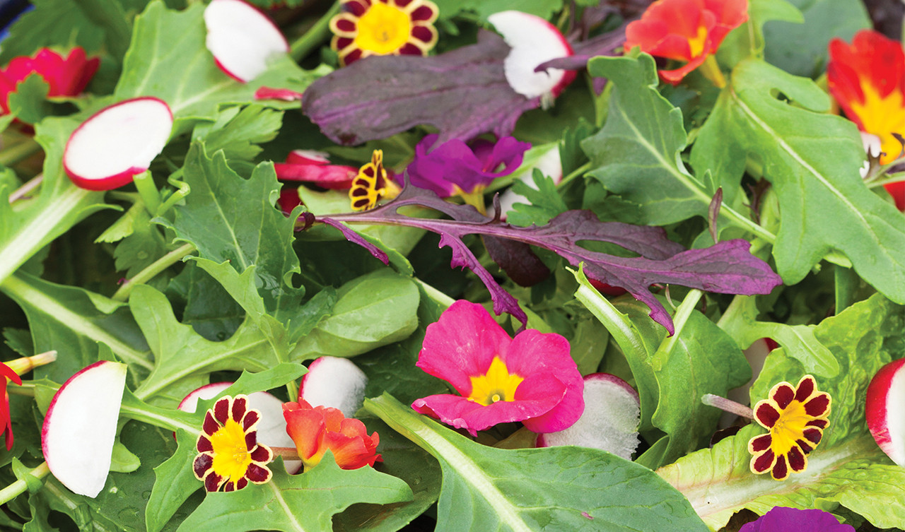 Lettuce & Salad Seeds